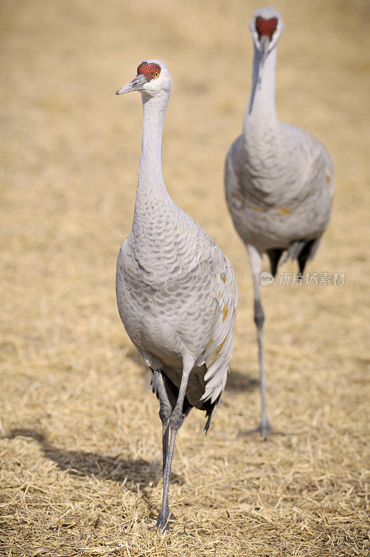 沙丘鹤(Grus Canadensis)休息和进食